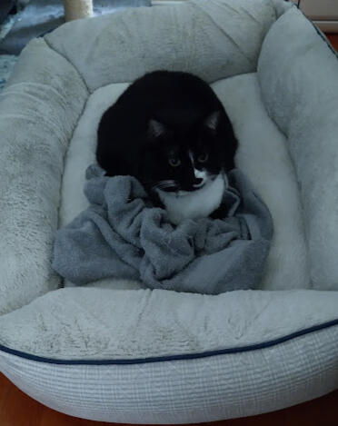 Stole the dog's bed!